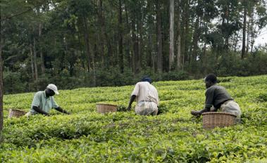 Farmers_harvest_crops_Kisumu_Kenya_Photo_Peter_Kapuscinski_World Bank
