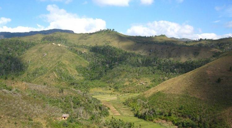 Ethanol stoves to reduce deforestation in Madagascar