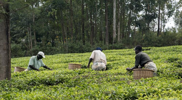 Farmers_harvest_crops_Kisumu_Kenya_Photo_Peter_Kapuscinski_World Bank