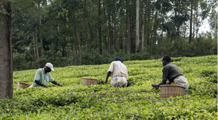 Photo: Farmers harvest crops in Kisumu, Kenya © Peter Kapuscinski / World Bank 