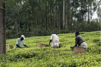 Photo: Farmers harvest crops in Kisumu, Kenya © Peter Kapuscinski / World Bank 